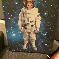 space monkey for sale