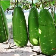 african gourds for sale