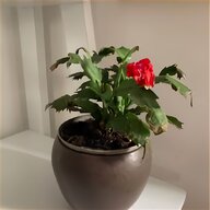 desert rose for sale