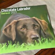 chocolate labrador for sale