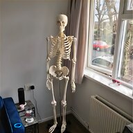 skeleton for sale