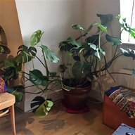 giant plant for sale
