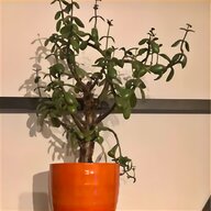 persimmon tree for sale