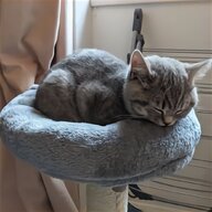 british shorthair cat for sale