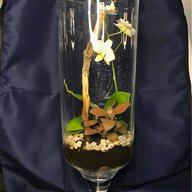 mini orchids for sale