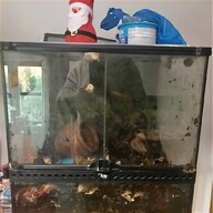 giant african land snails for sale