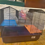 giant rats for sale