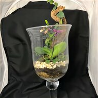 mini orchids for sale