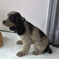 spaniel puppies for sale