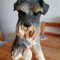 large schnauzer for sale