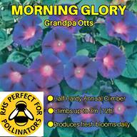 morning glory plants for sale