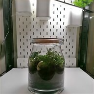 plant terrarium for sale