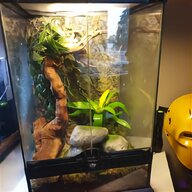 crested gecko for sale