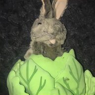 rabbit lettuce puppet for sale