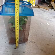 stick insect cage for sale