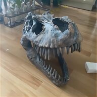 dinosaur skull for sale