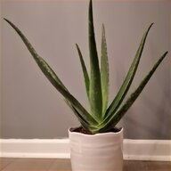 aloe plant for sale