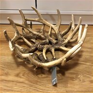 mounted deer antlers for sale
