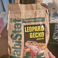 gecko pet for sale