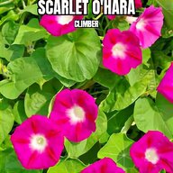 morning glory plants for sale