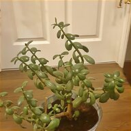 jade money plant for sale