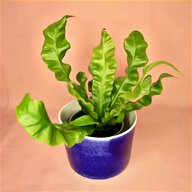 fern plants for sale
