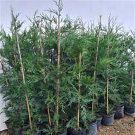 tall trees for sale