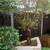 large bonsai tree for sale
