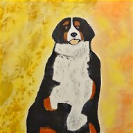 bernese mountain dog for sale