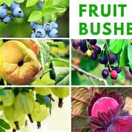 fruit bushes for sale