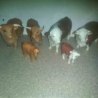 beswick cattle for sale
