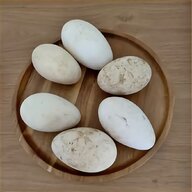 hatching eggs green pheasant for sale