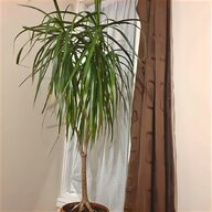 indoor tree plants for sale