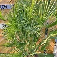 tall palm trees for sale