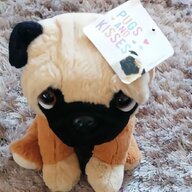 pug teddy for sale