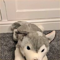 wolf puppy for sale