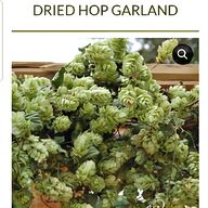 hop plants for sale