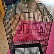 black budgie for sale