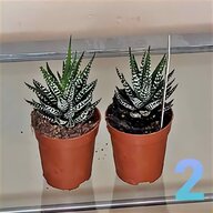 indoor cactus plants for sale