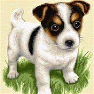 russell terrier puppies for sale