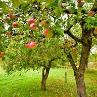orchard trees for sale