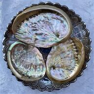 abalone shells for sale