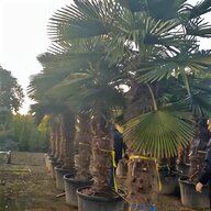 king palm tree for sale