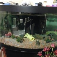 juwel 240 fish tank for sale