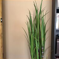 indoor bamboo plant for sale