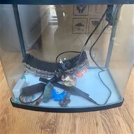 tropical fish tank fish for sale