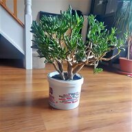 indoor bamboo plant for sale