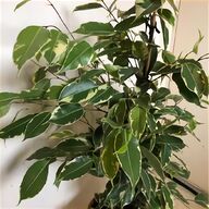 house plant for sale