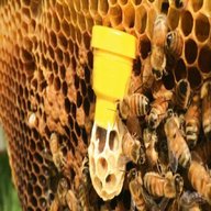 national bee hive for sale