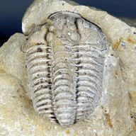 trilobites for sale
